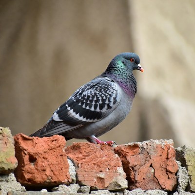 Gray pigeon on brick wall