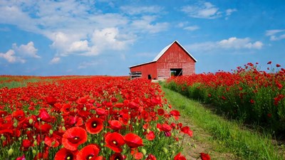 Red Barn in Poppy Field
