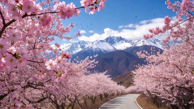 Cherry Blossoms Framing Mountain Road
