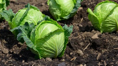 Fresh green cabbages in soil