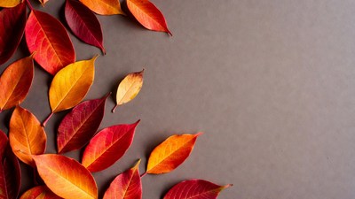 Autumn Leaves on Gray Background