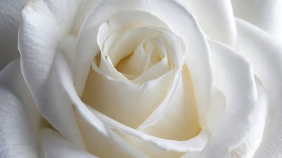 Close-up White Rose Bloom