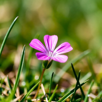 Purple flower in green grass
