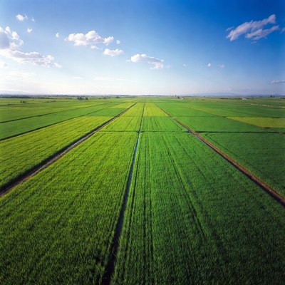 Aerial View of Rice Paddy Fields