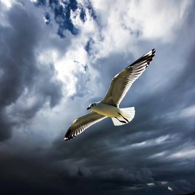 Seagull flying over cloudy sky
