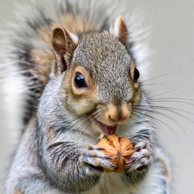 Gray squirrel eating walnut