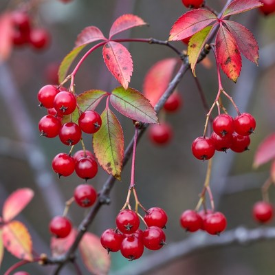 Red Berries on Autumn Leaves