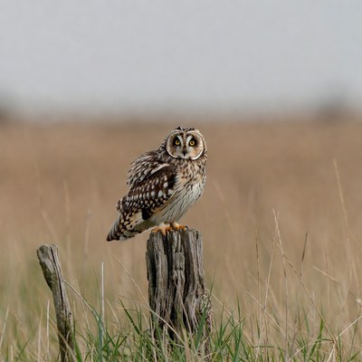 Short-eared owl on stump