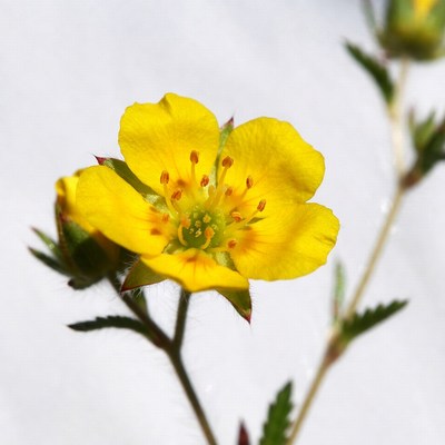 Yellow Cinquefoil Flower Bloom