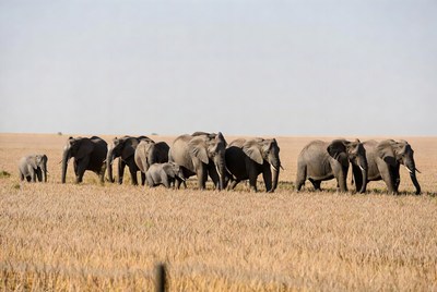 Herd of elephants walking in grassland