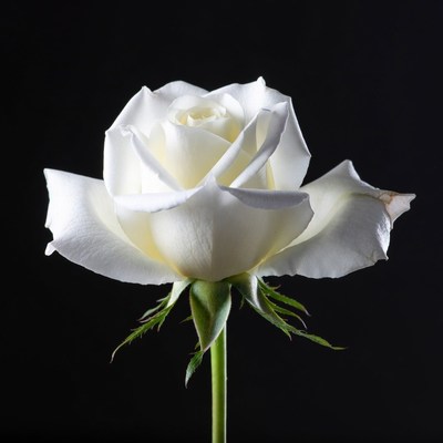 White Rose on Black Background