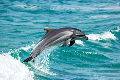 Dolphin jumping from ocean waves