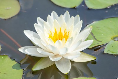 White lotus flower on water lily pads