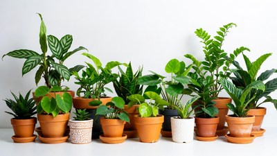Variety of houseplants in terracotta pots