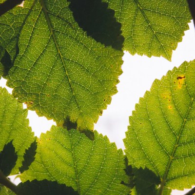 Close-up of Fresh Green Leaves