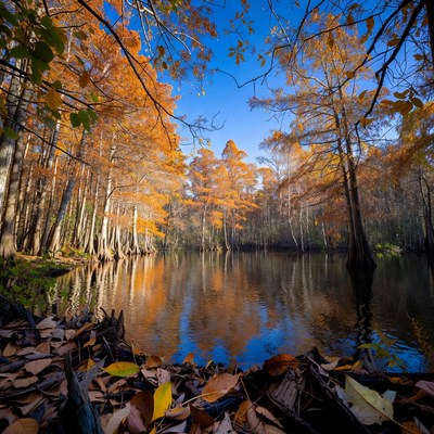 Autumn Bald Cypress Trees by Swamp