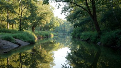 Serene River Forest with Reflections