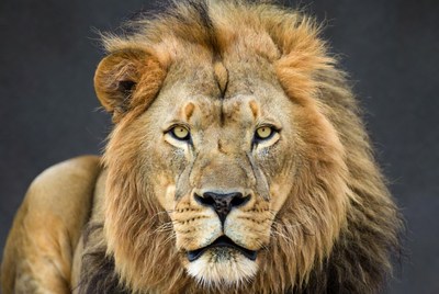 Majestic lion close-up portrait