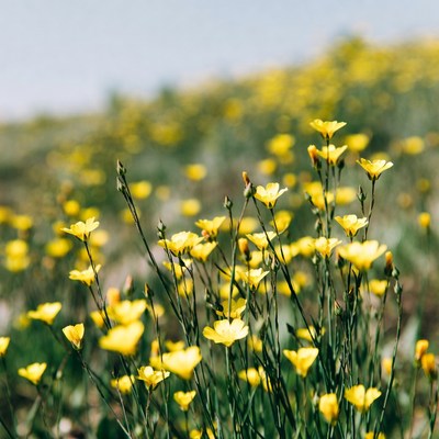 Yellow Wildflowers in Field