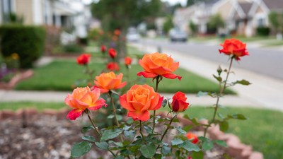 Orange roses in suburban garden