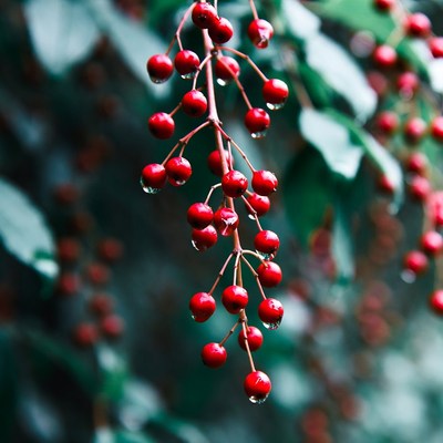 Red Berries with Dewdrops on Branch