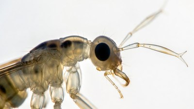 Closeup of mosquito larva