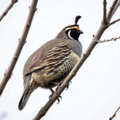 California Quail perched on branch