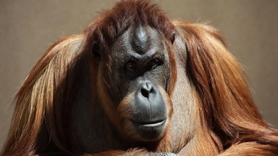 Close-up of orangutan face
