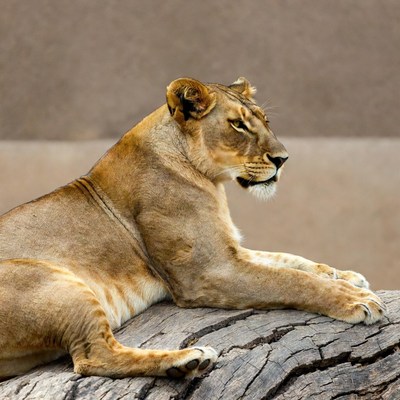 Lioness lounging on tree branch
