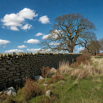 Ancient Oak Tree by Stone Wall