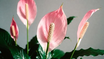 Pink Anthurium Flowers on Gray Background