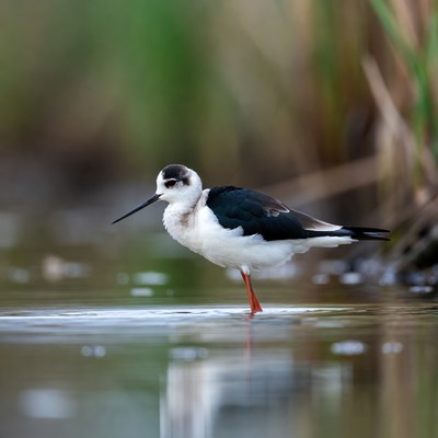 Black-winged Stilt standing in water