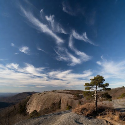 Lone Pine Tree on Stone Mountain Summit