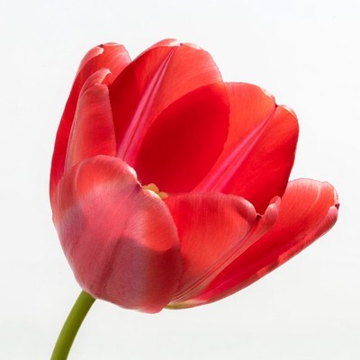 Red Tulip on White Background