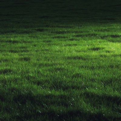 Dewy green grass field at night