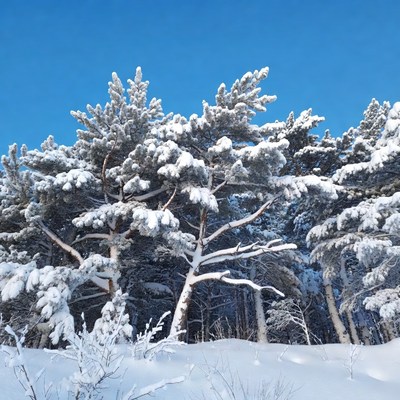 Snow-covered pine trees in winter