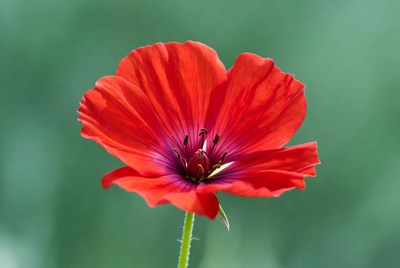 Red Poppy Flower on Green Background