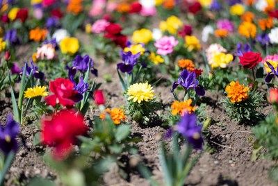 Colorful flower garden bed