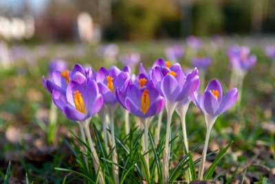 Purple crocuses blooming in field