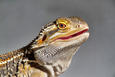 Close-up bearded dragon lizard