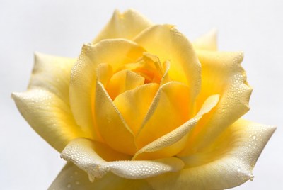 Yellow Rose with Dew Drops