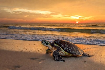 Sea turtle on beach at sunset