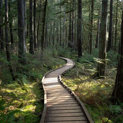 Wooden Boardwalk in Lush Forest