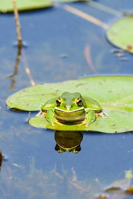 Green frog on lily pad