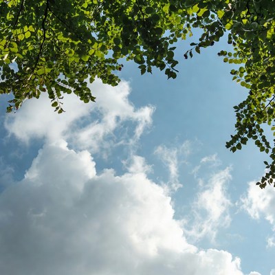 Green Tree Branches Framing Blue Sky