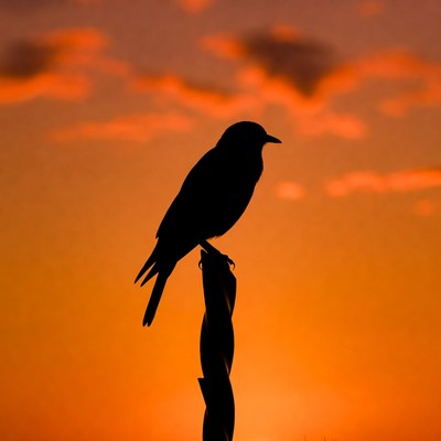 Silhouette bird on perch at sunset