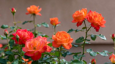 Vibrant Orange Rose Bush