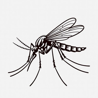 Black Mosquito Illustration