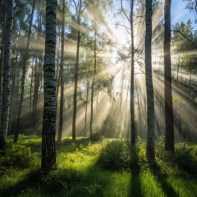 Sunlight Filtering Through Birch Forest