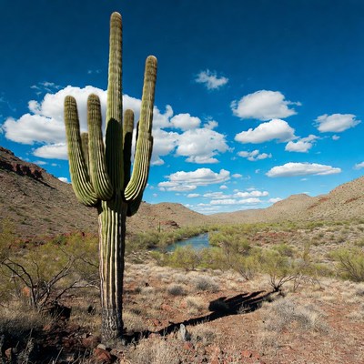 Tall Saguaro Cactus in Desert Valley